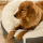 Four Seasons Luxury Pet Bed